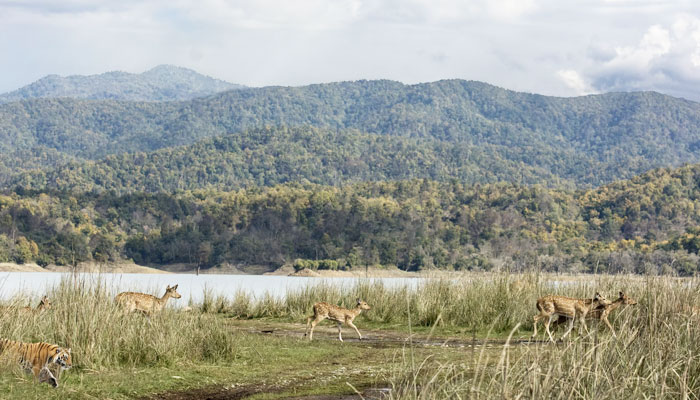 Uttarakhand Jim Corbett National Park